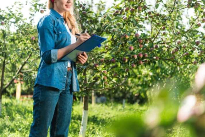 Arborist Reports and Property Value: The Hidden Connection