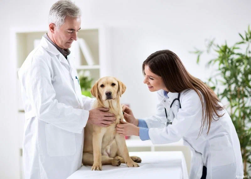 best animal health care center