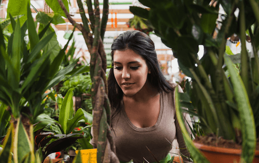 Best Plants in Bangalore to Elevate Your Office Space