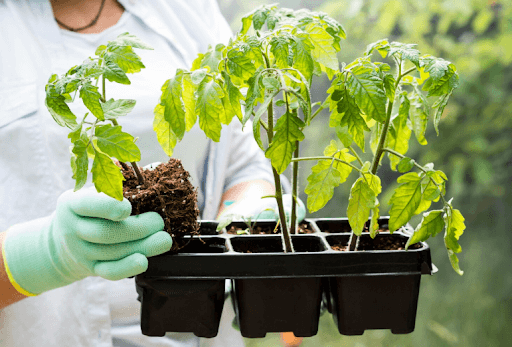 Plastic Plant Containers That Add Beauty and Function to Your Living Space