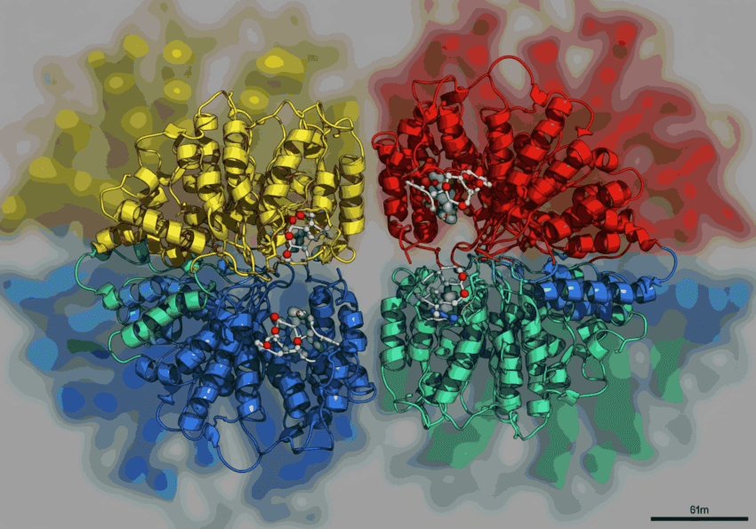 What Is SHBG Protein and Why Does It Matter in Research