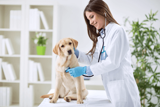How Animal Health Clinics Support Pet Wellness and Recovery Care