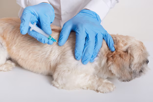 Idiopathic Head Tremors in Dogs: What Pet Owners Should Know